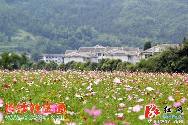 武陵源中湖鄉(xiāng)喊您來看醉人花海(組圖)